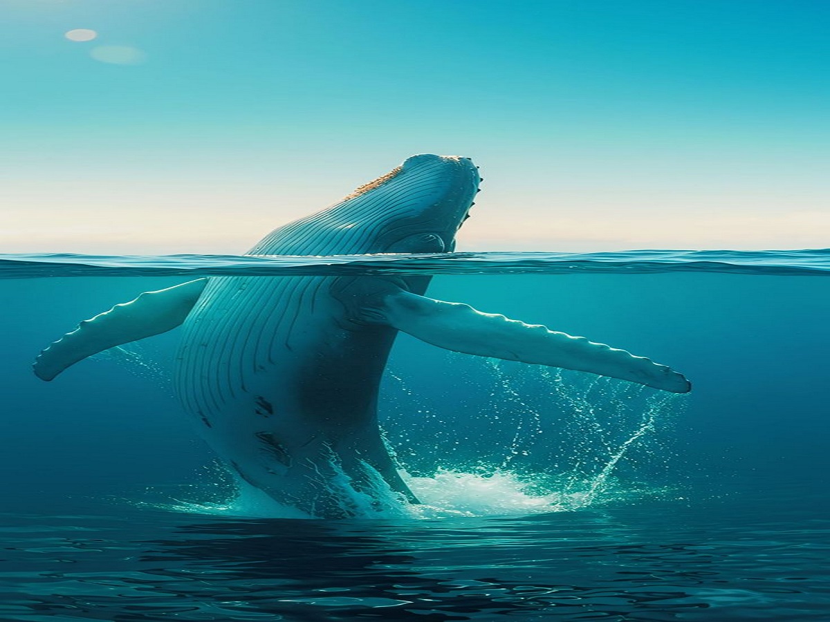 Why is the death of a blue whale so important for marine life?: समुद्री जीवन के लिए ब्लू व्हेल की मृत्यु इतनी महत्वपूर्ण क्यों है? - Photo Gallery