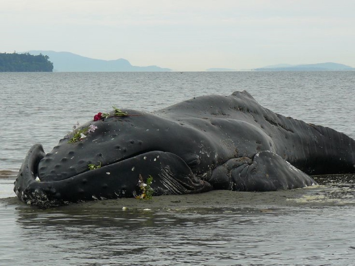 Why is the death of a blue whale so important for marine life?: समुद्री जीवन के लिए ब्लू व्हेल की मृत्यु इतनी महत्वपूर्ण क्यों है? - Photo Gallery