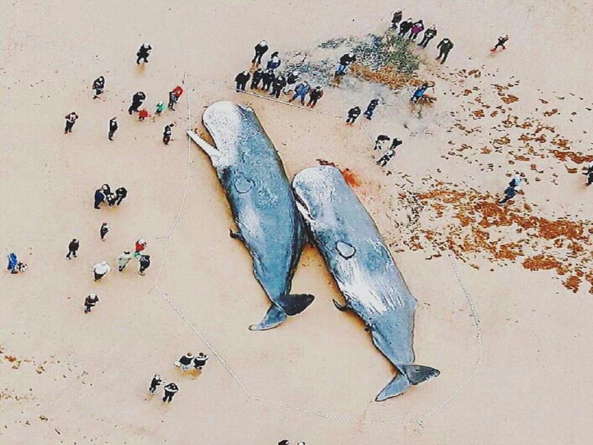 Why is the death of a blue whale so important for marine life?: समुद्री जीवन के लिए ब्लू व्हेल की मृत्यु इतनी महत्वपूर्ण क्यों है? - Photo Gallery