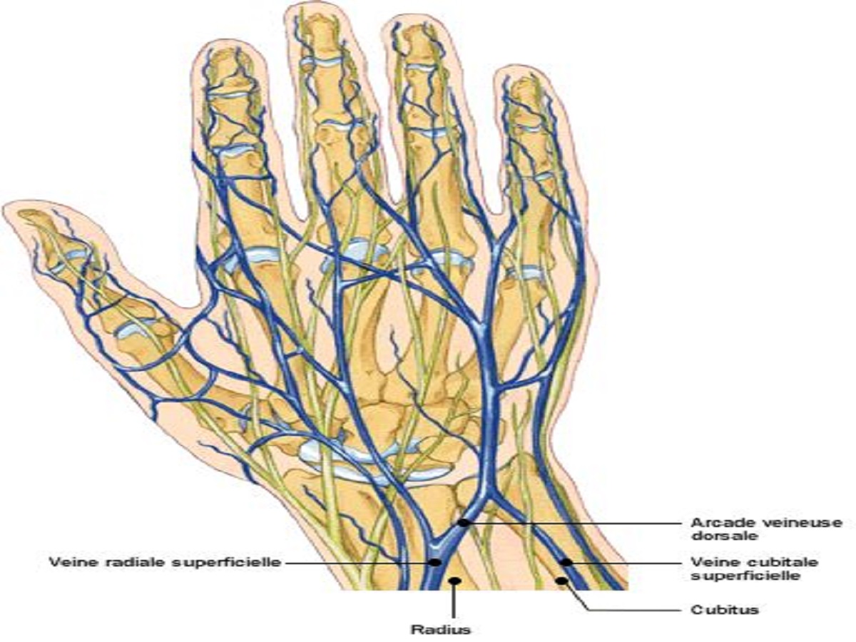 Blockage in the veins of the body: शरीर की नसों में ब्लॉकेज - Photo Gallery