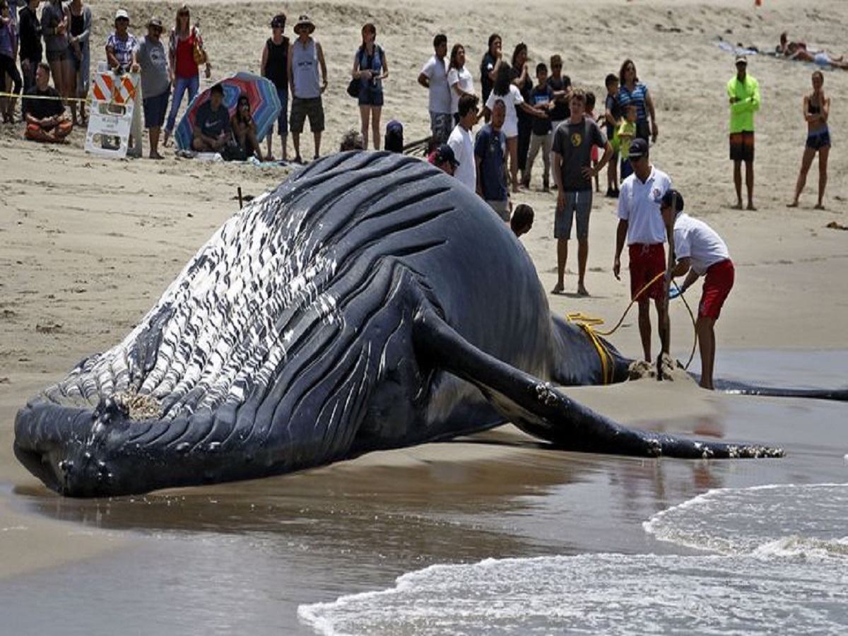Why is the death of a blue whale so important for marine life?: समुद्री जीवन के लिए ब्लू व्हेल की मृत्यु इतनी महत्वपूर्ण क्यों है? - Photo Gallery