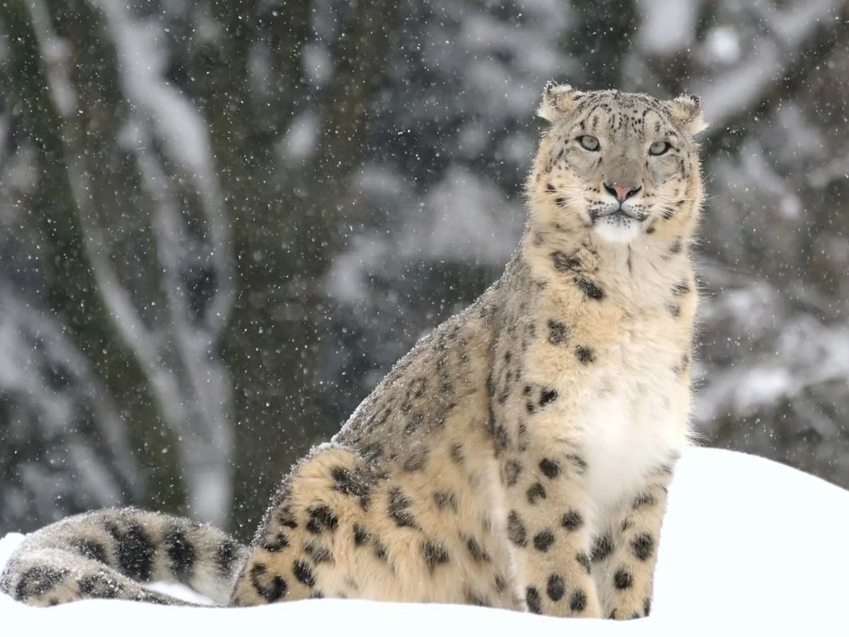 शीर्ष 10 सुंदर और दुर्लभ जानवर: जो आपके दिमाग को उड़ा देंगे - Photo Gallery