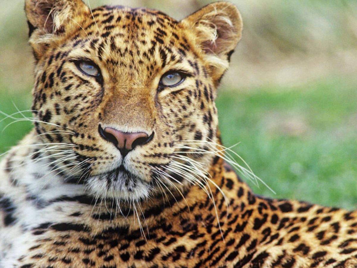 शीर्ष 10 सुंदर और दुर्लभ जानवर: जो आपके दिमाग को उड़ा देंगे - Photo Gallery