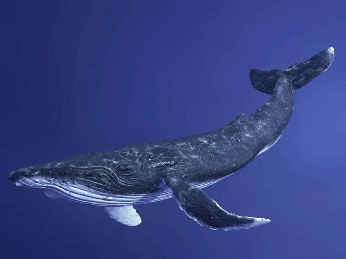 Why is the death of a blue whale so important for marine life?: समुद्री जीवन के लिए ब्लू व्हेल की मृत्यु इतनी महत्वपूर्ण क्यों है? - Photo Gallery