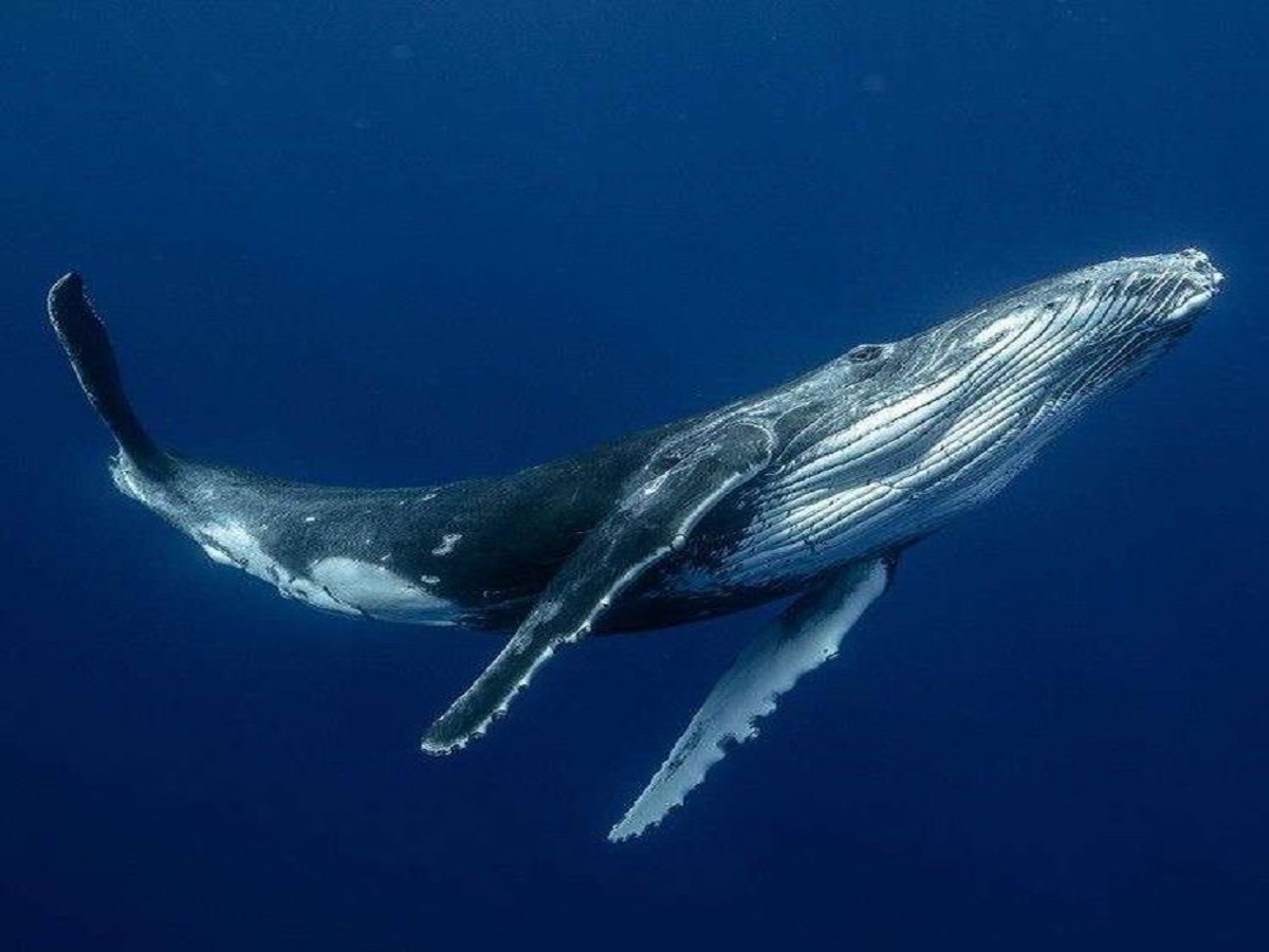 Why is the death of a blue whale so important for marine life?: समुद्री जीवन के लिए ब्लू व्हेल की मृत्यु इतनी महत्वपूर्ण क्यों है? - Photo Gallery