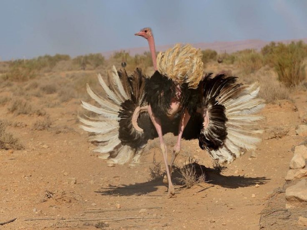 7 interesting facts about ostrich: शुतुरमुर्ग की कुछ ऐसी बातें जिन्हें जानकर हो जाएंगे आप हैरान - Photo Gallery