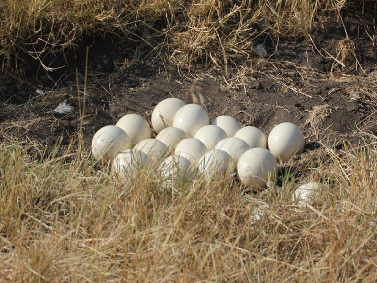 7 interesting facts about ostrich: शुतुरमुर्ग की कुछ ऐसी बातें जिन्हें जानकर हो जाएंगे आप हैरान - Photo Gallery