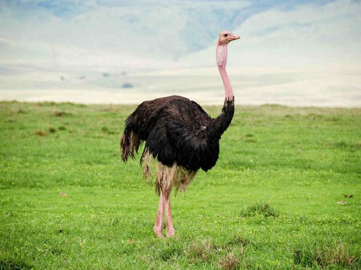 7 interesting facts about ostrich: शुतुरमुर्ग की कुछ ऐसी बातें जिन्हें जानकर हो जाएंगे आप हैरान - Photo Gallery