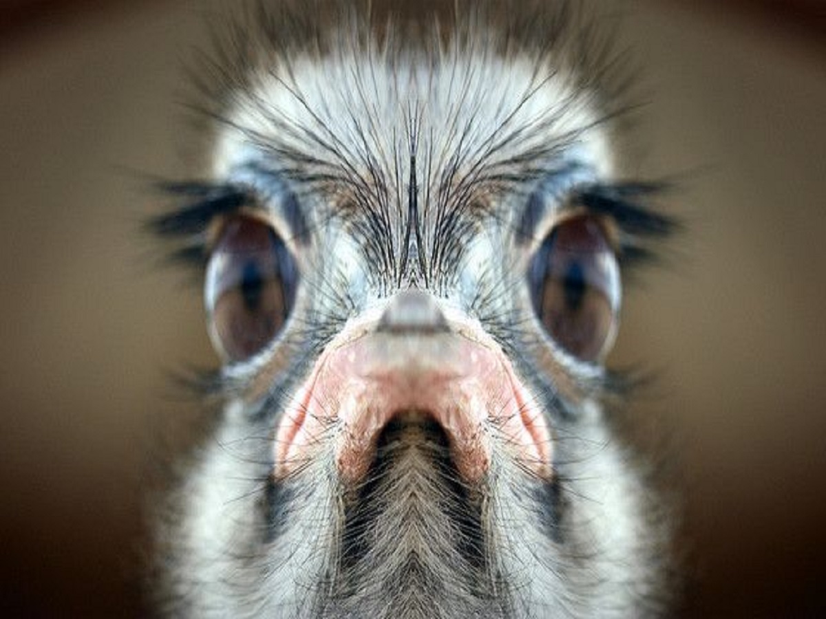 7 interesting facts about ostrich: शुतुरमुर्ग की कुछ ऐसी बातें जिन्हें जानकर हो जाएंगे आप हैरान - Photo Gallery