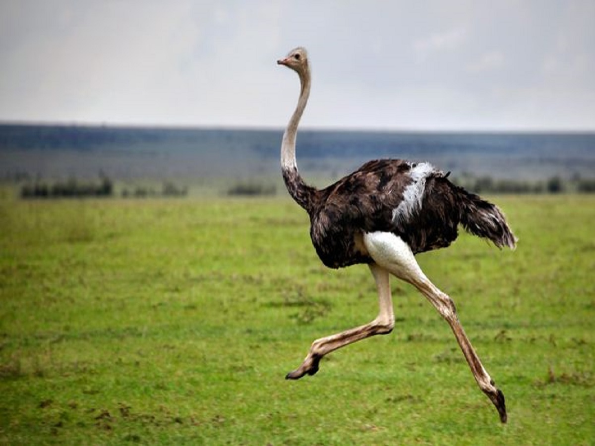 7 interesting facts about ostrich: शुतुरमुर्ग की कुछ ऐसी बातें जिन्हें जानकर हो जाएंगे आप हैरान - Photo Gallery