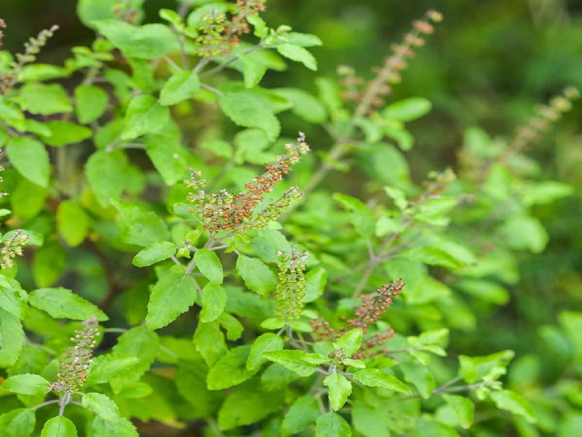 benefits of basil plant: घर मे तुलसी के पौधे लगाने के क्या क्या फायदे है जानिए ! - Photo Gallery