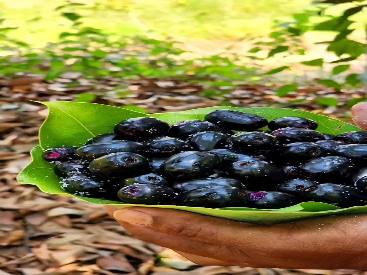 Benefits of eating berries in the rainy season: बारिश के मौसम मे जामुन खाने के फायदे - Photo Gallery