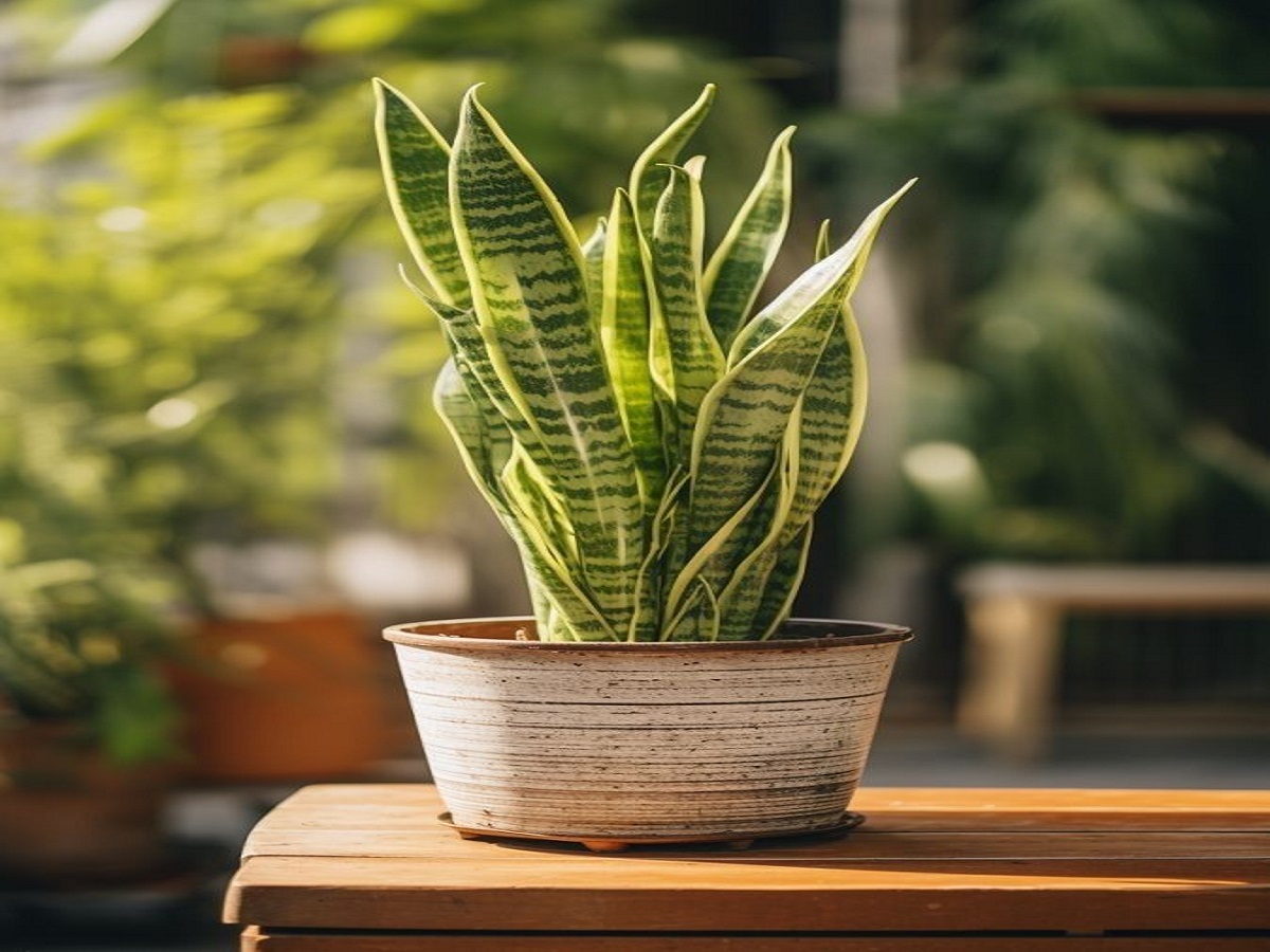 Let us find out which plants can be planted to make homes beautiful!: घरों को सुन्दर बनाने के लिए कौन कौन से पौधे लगा सकते है , आइए जानते है ! - Photo Gallery