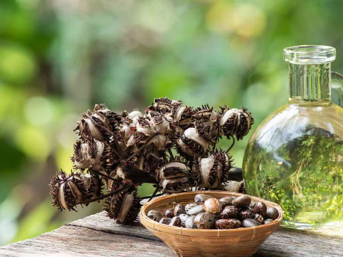 क्या कैस्टर ऑयल से बढ़ती है बालों की लंबाई? जानें 7 बड़े फायदे - Photo Gallery