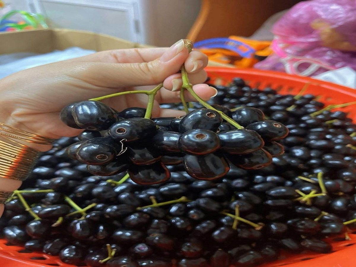Benefits of eating berries in the rainy season: बारिश के मौसम मे जामुन खाने के फायदे - Photo Gallery