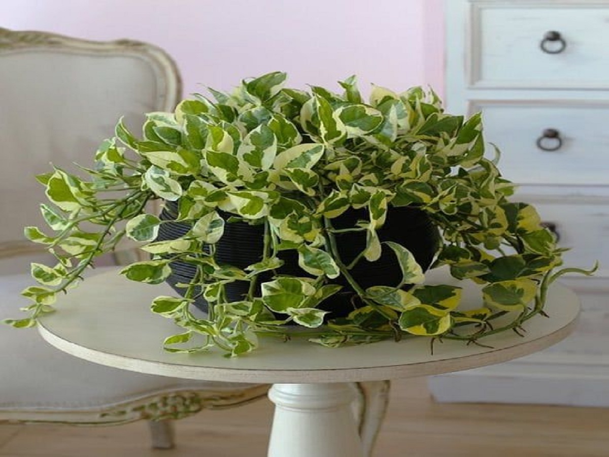 Let us find out which plants can be planted to make homes beautiful!: घरों को सुन्दर बनाने के लिए कौन कौन से पौधे लगा सकते है , आइए जानते है ! - Photo Gallery