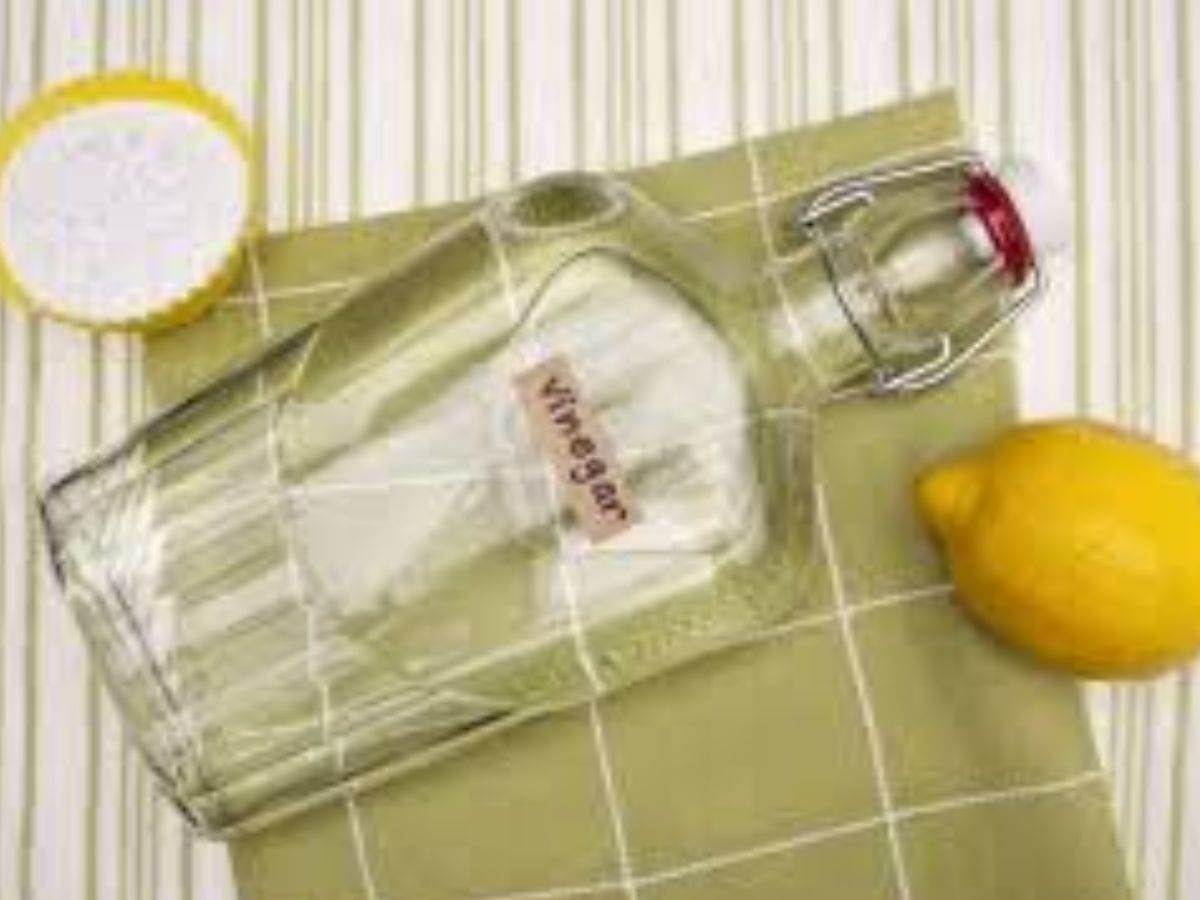 बारिश के मौसम में चींटियों का आतंक? अब नहीं! अपनाएं ये ज़बरदस्त उपाय - Photo Gallery