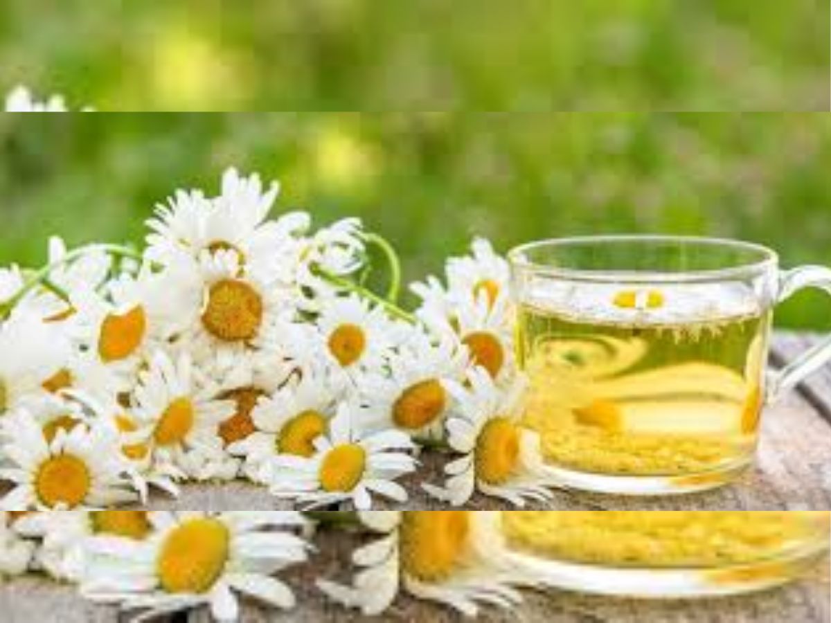 वजन घटाना हो या इम्यूनिटी बढ़ानी हो। ये हर्बल टीज हैं आपके लिए सबसे बेस्ट - Photo Gallery