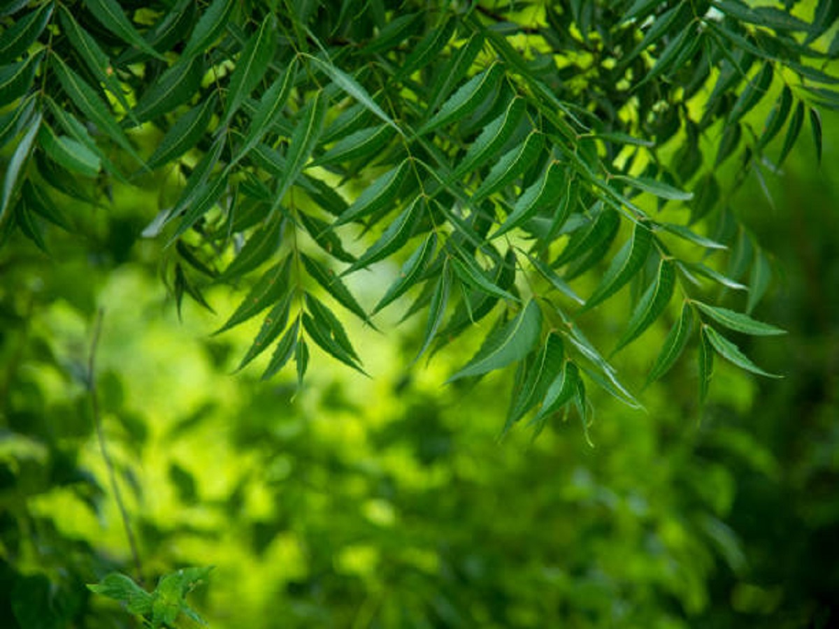 Why is eating neem beneficial, know its benefits!: नीम खाना क्यों लाभदायक है , जाने इसके फायदे ! - Photo Gallery