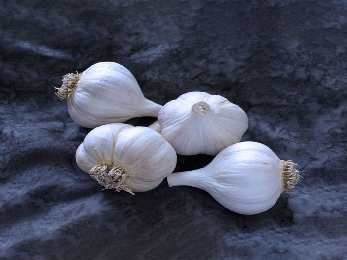 Benefits of eating garlic on an empty stomach: खाली पेट लहसुन खाने के फायदे आपको जरूर जानने चाहिए - Photo Gallery