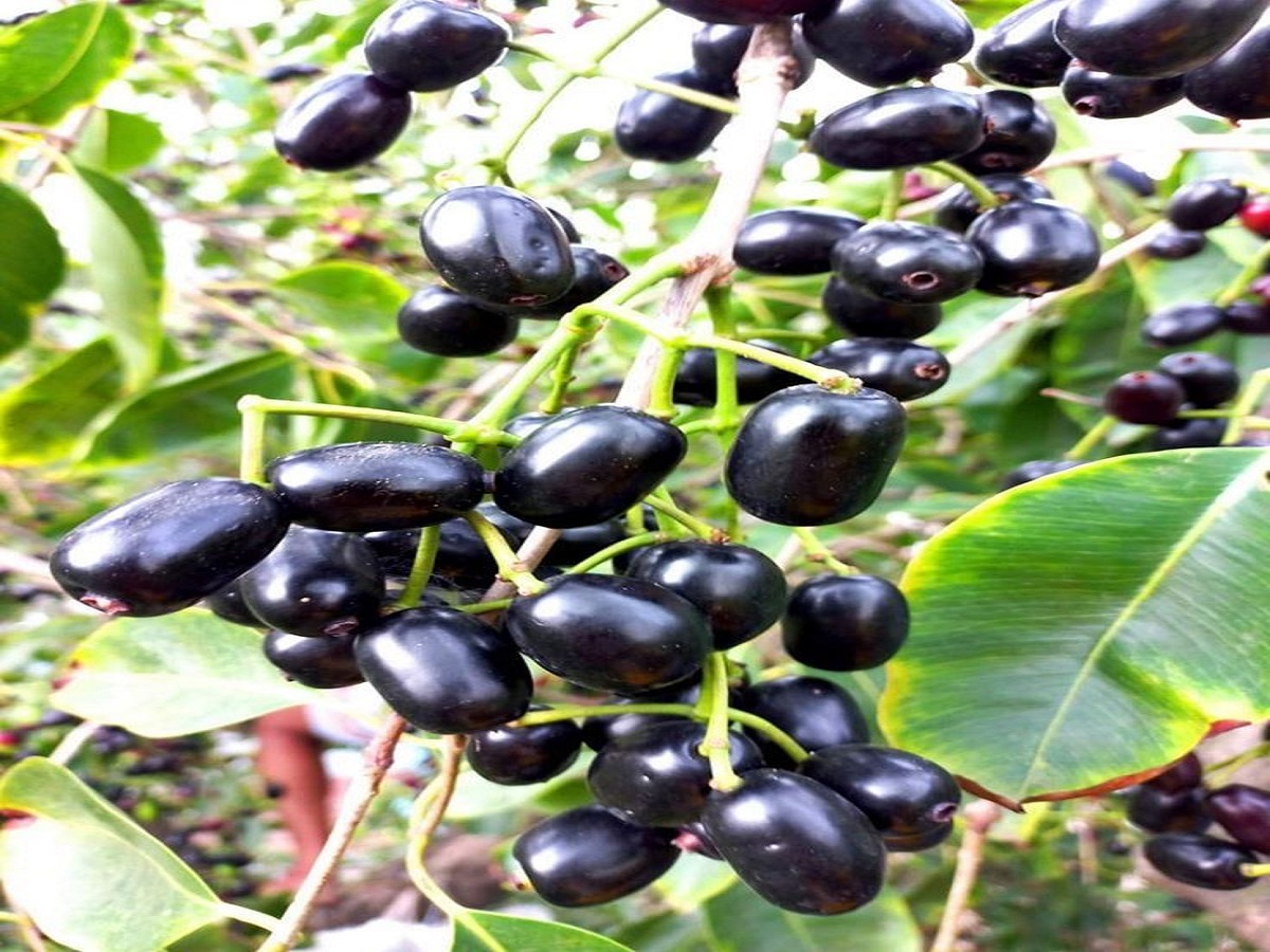 Benefits of eating berries in the rainy season: बारिश के मौसम मे जामुन खाने के फायदे - Photo Gallery