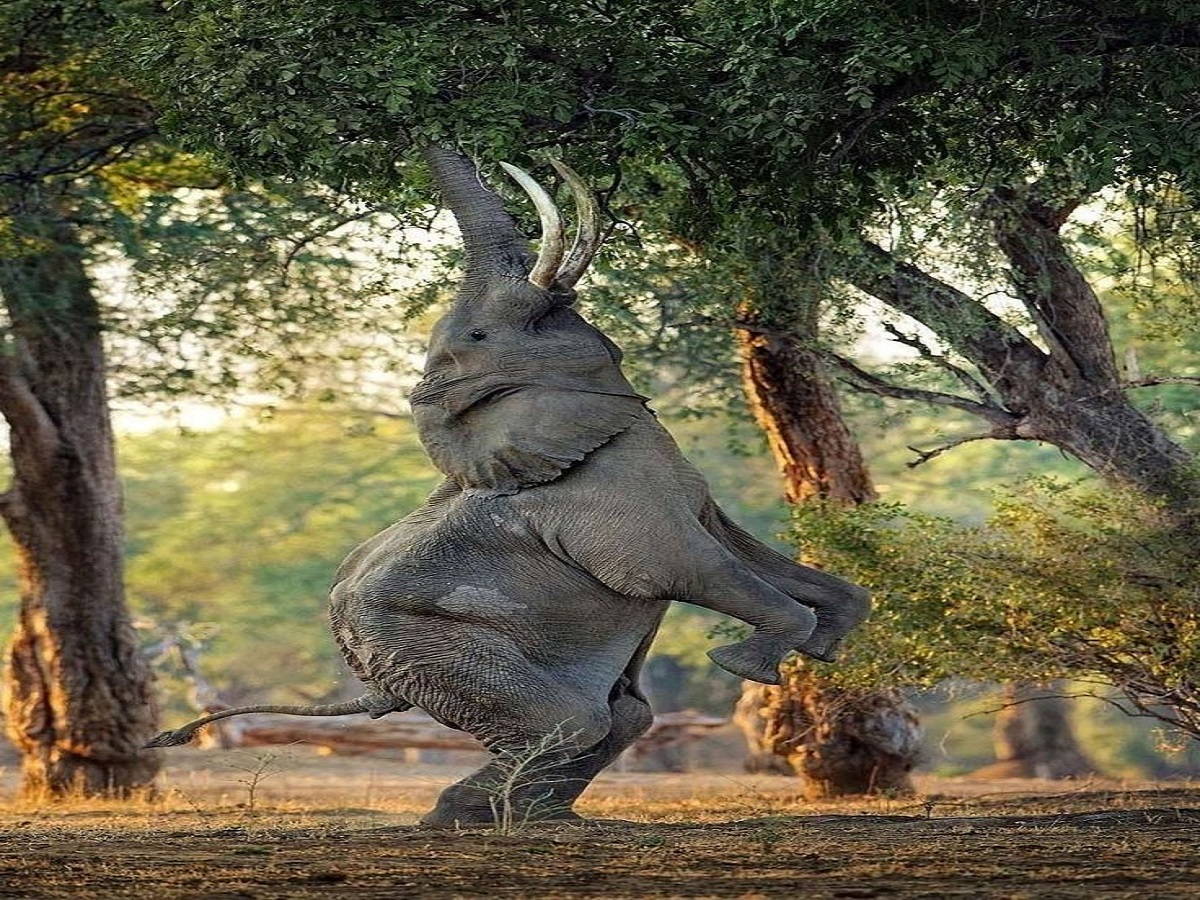 10 animals banned in India: भारत में 10 प्रतिबंधित जानवर जिन्हें पालतू नहीं बनाया जा सकता - Photo Gallery