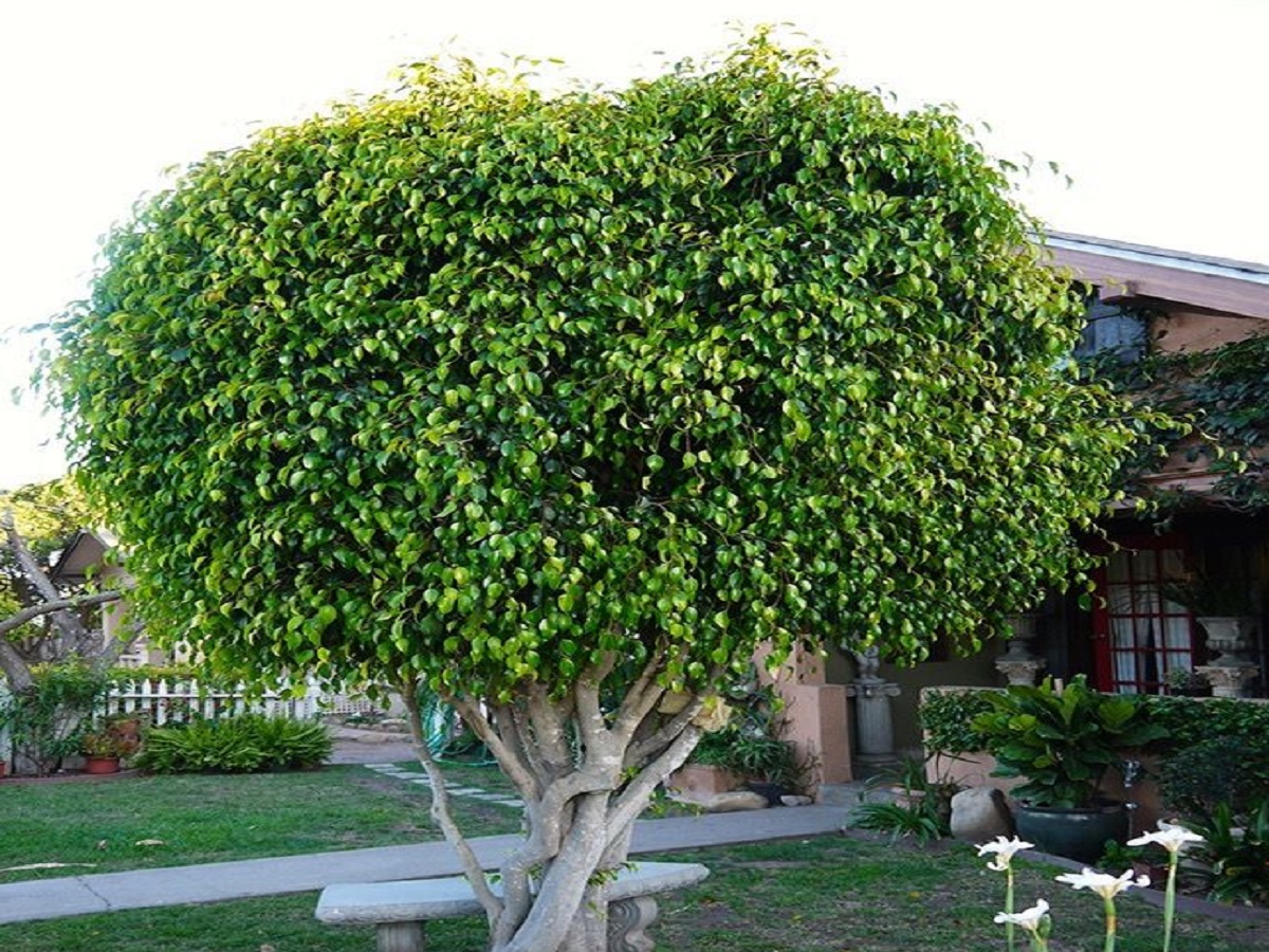 Healthy Homes Need Flowers: ये 7 फूलों को अपने घर में लगाए, जो खुशबु के साथ खुशीयां साथ लाए - Photo Gallery