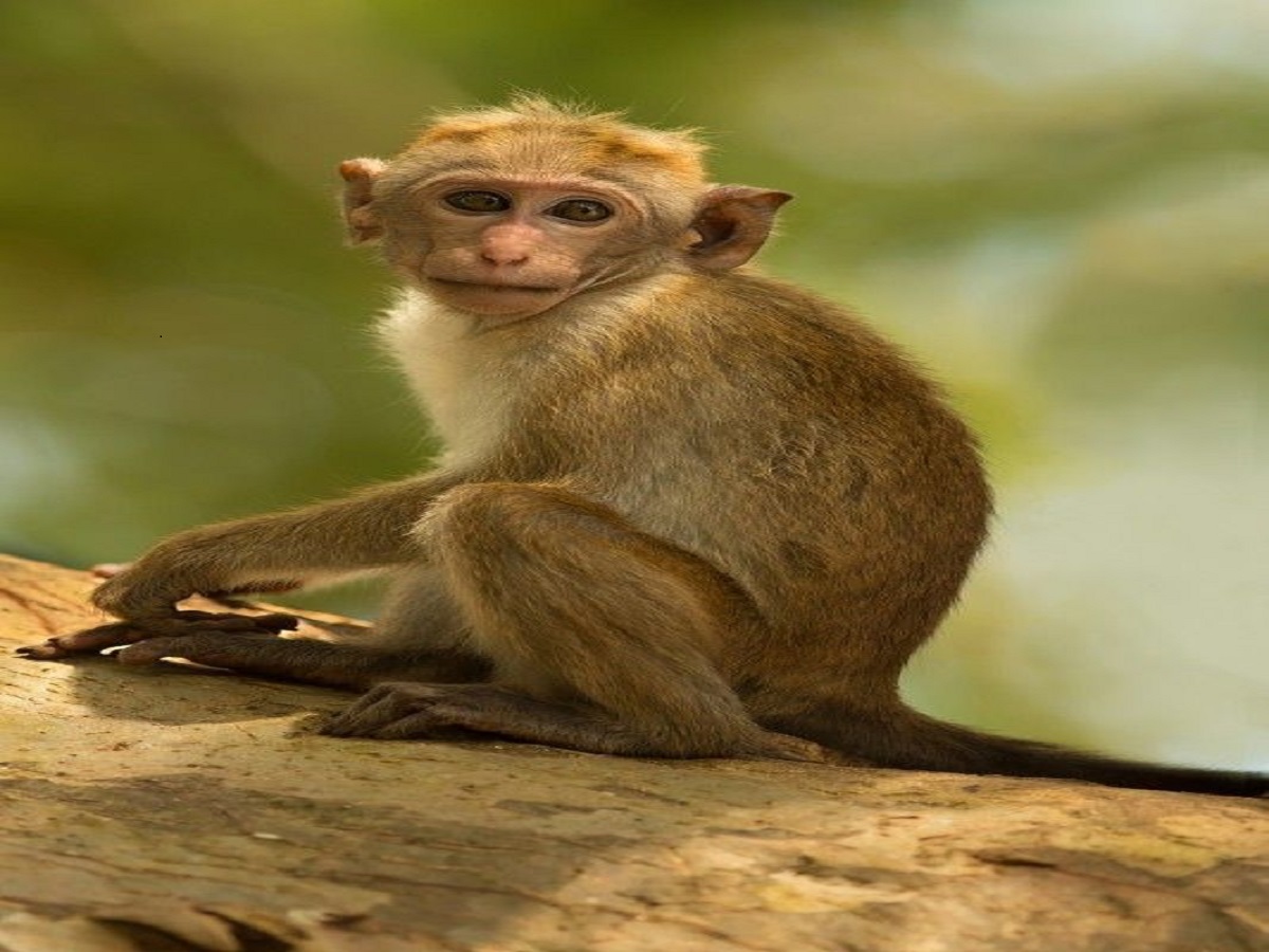 10 animals banned in India: भारत में 10 प्रतिबंधित जानवर जिन्हें पालतू नहीं बनाया जा सकता - Photo Gallery