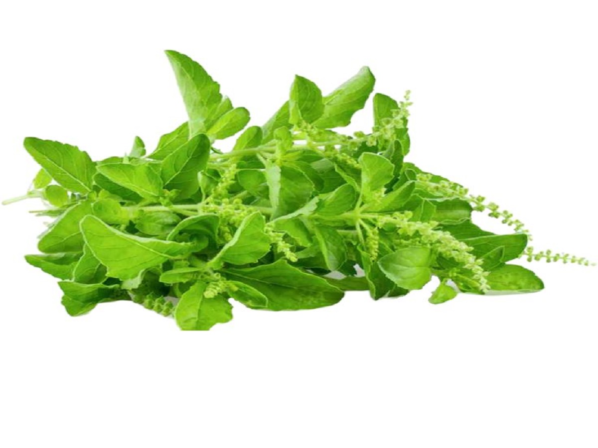 benefits of basil plant: घर मे तुलसी के पौधे लगाने के क्या क्या फायदे है जानिए ! - Photo Gallery