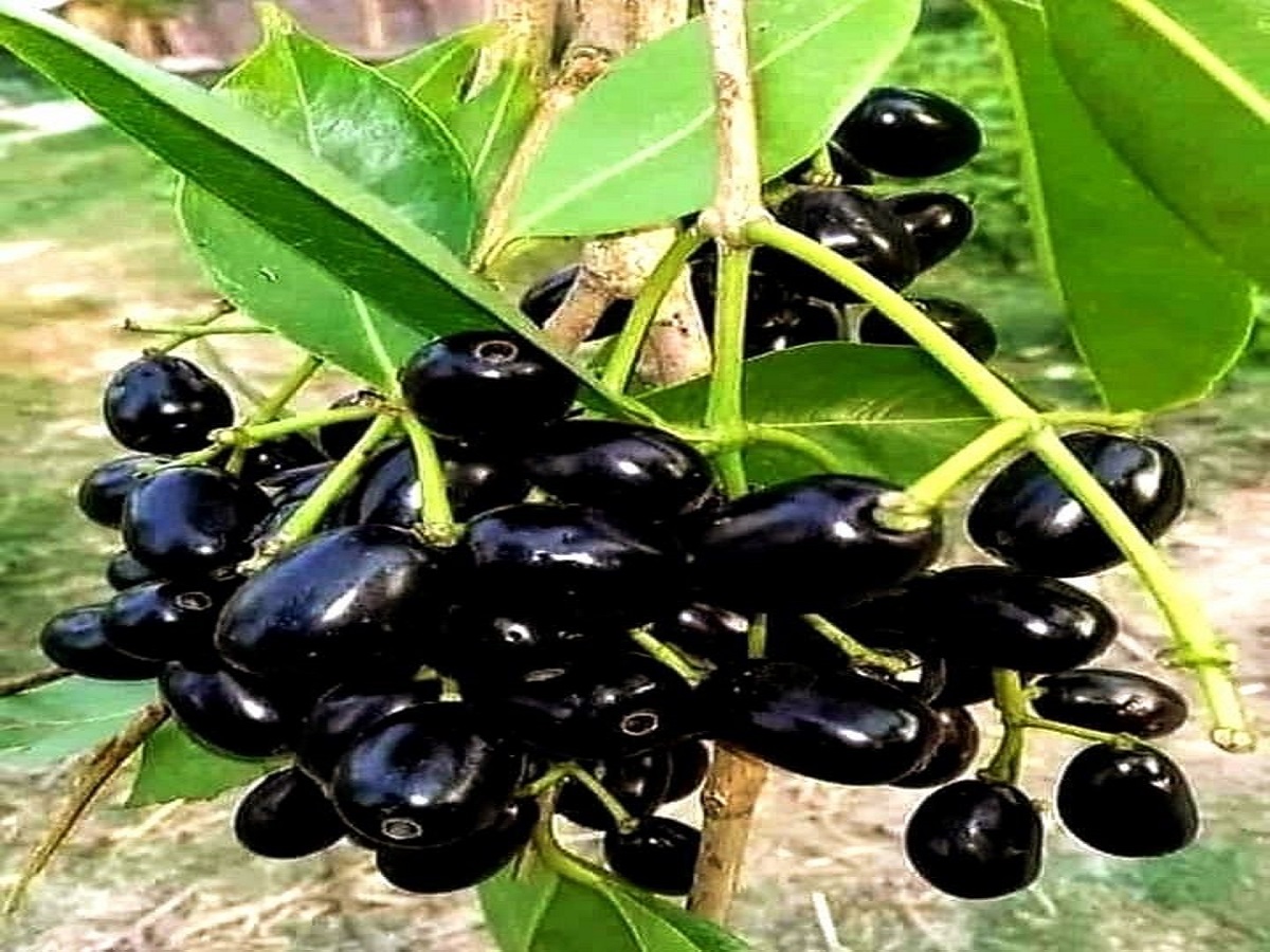 Benefits of eating berries in the rainy season: बारिश के मौसम मे जामुन खाने के फायदे - Photo Gallery