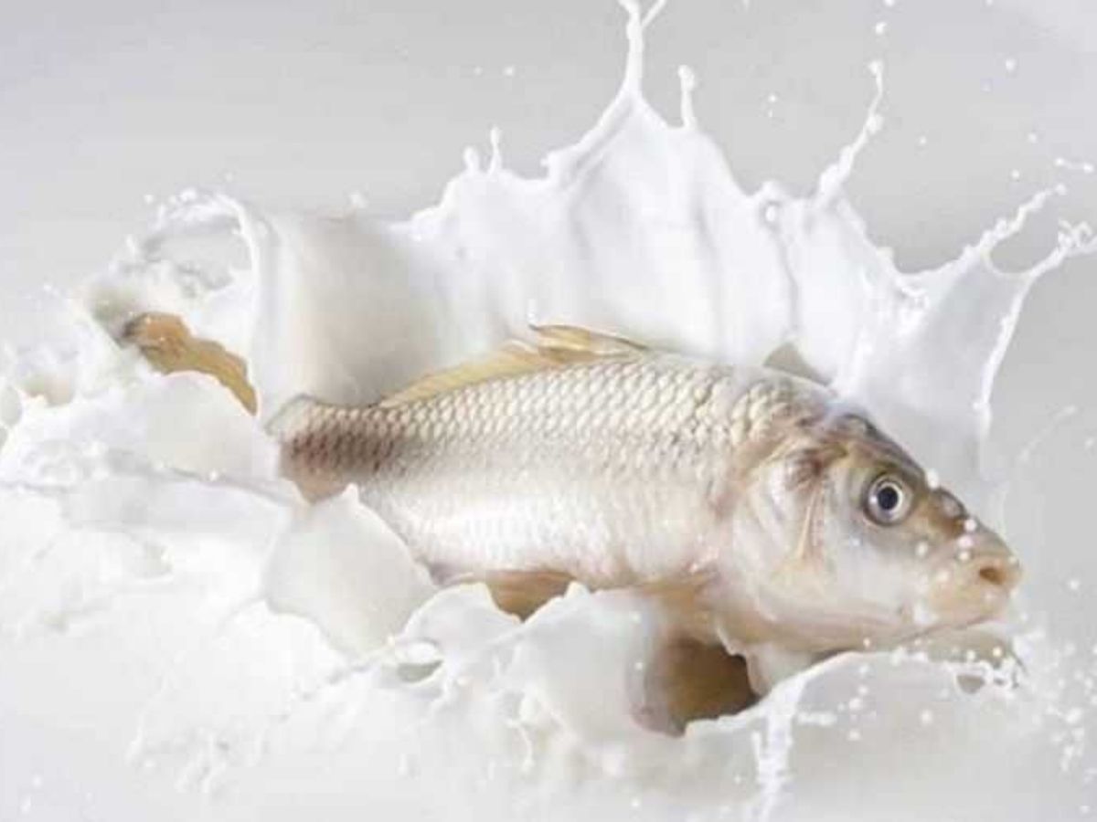 सावधान! दूध के साथ इन चीज़ों का सेवन कर सकता है शरीर को बीमार - Photo Gallery