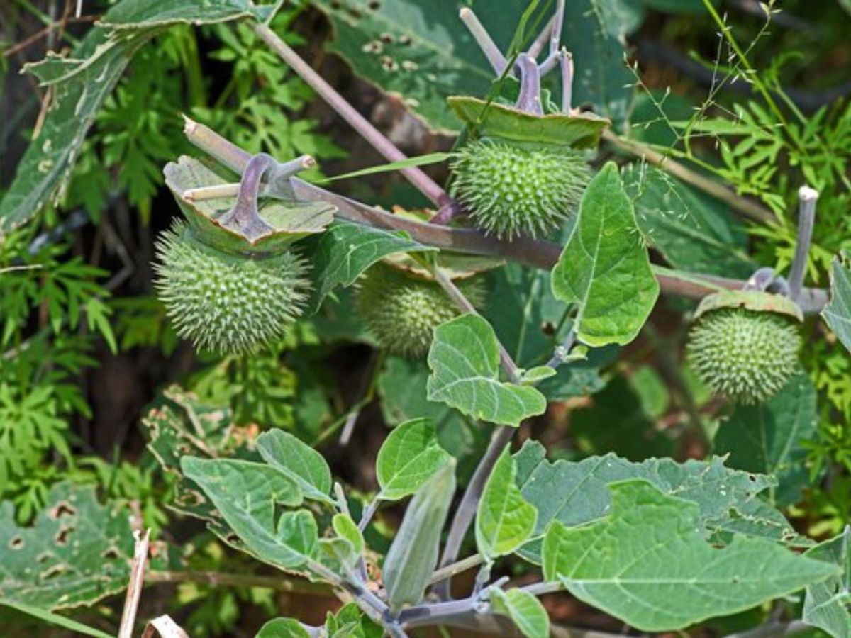इस नाग पंचमी पर करनी है अपनी समस्याएँ दूर ? तो भगवान शिव को इन वस्तुओं से करे नियोछावर। - Photo Gallery