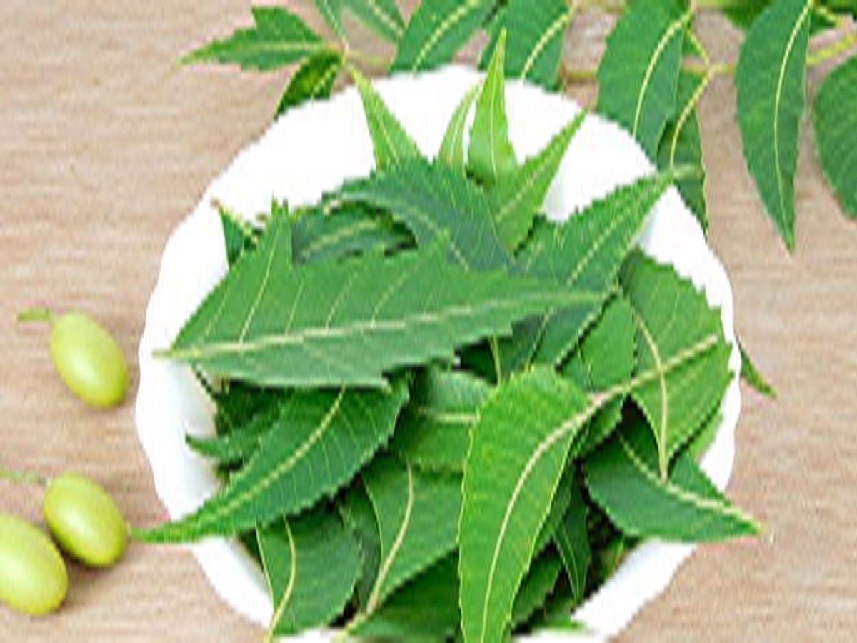 Why is eating neem beneficial, know its benefits!: नीम खाना क्यों लाभदायक है , जाने इसके फायदे ! - Photo Gallery
