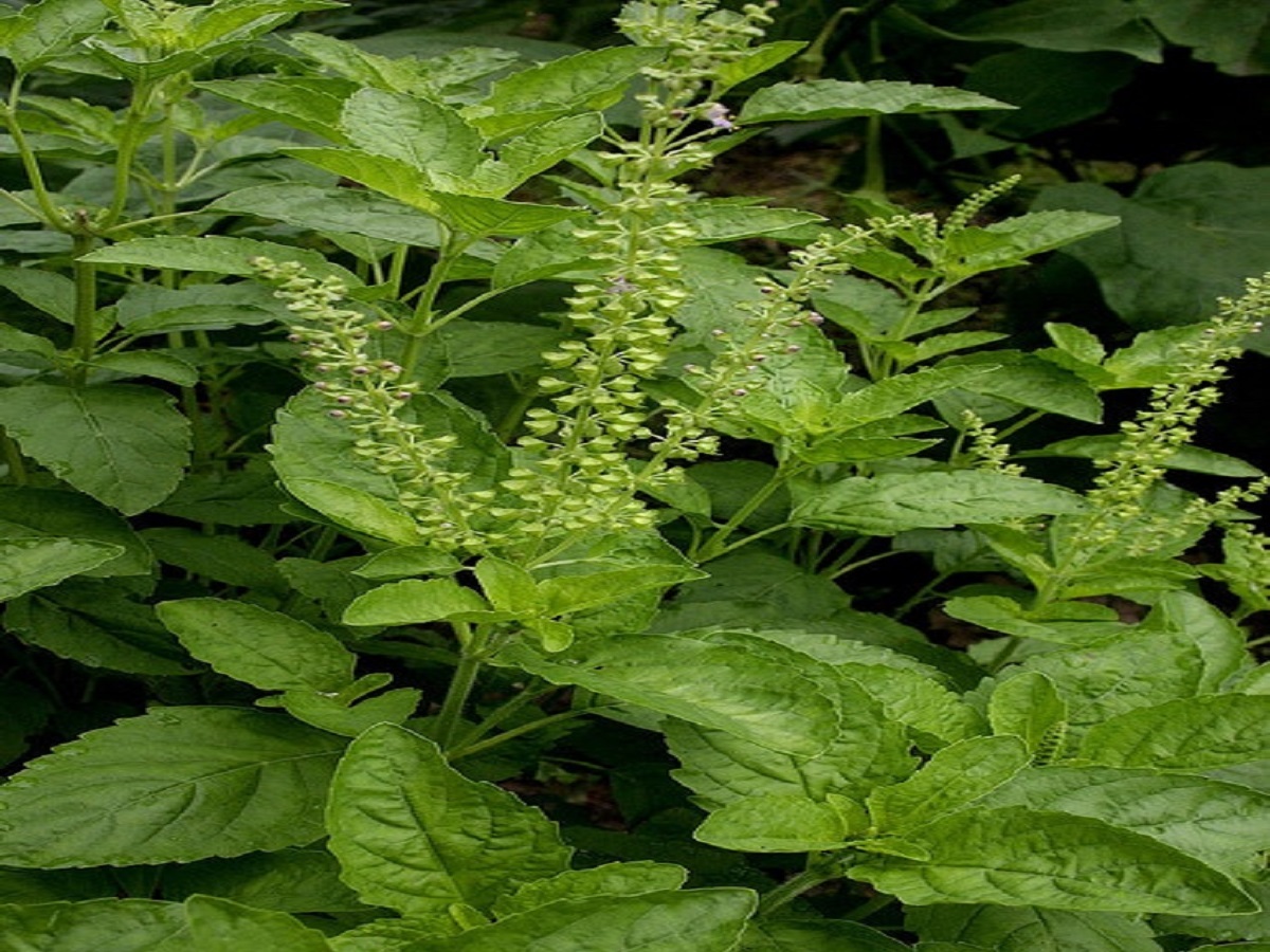 benefits of basil plant: घर मे तुलसी के पौधे लगाने के क्या क्या फायदे है जानिए ! - Photo Gallery