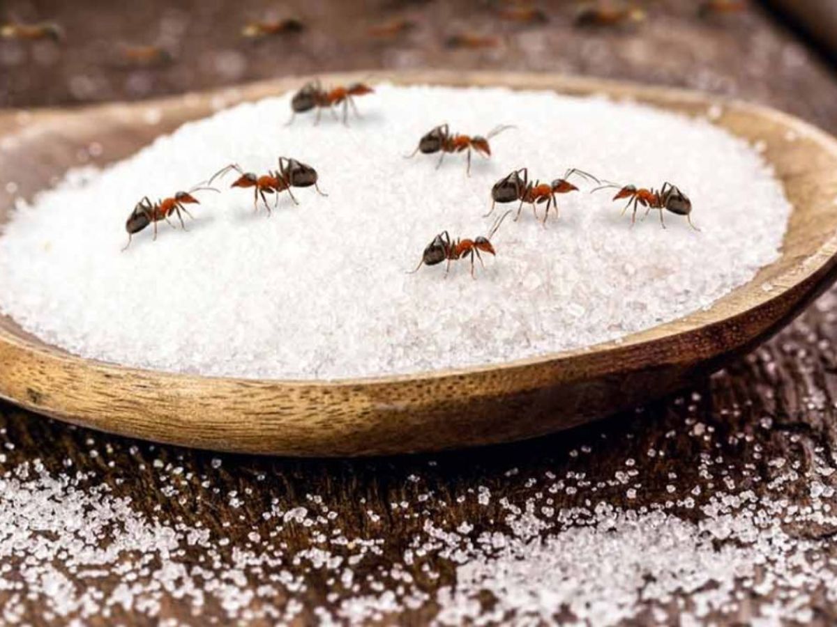 बारिश के मौसम में चींटियों का आतंक? अब नहीं! अपनाएं ये ज़बरदस्त उपाय - Photo Gallery