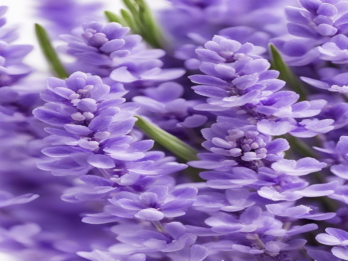 Healthy Homes Need Flowers: ये 7 फूलों को अपने घर में लगाए, जो खुशबु के साथ खुशीयां साथ लाए - Photo Gallery