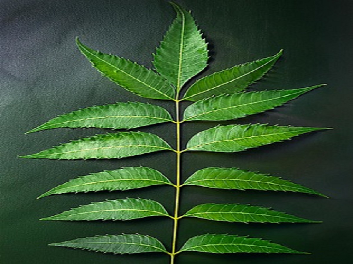 Why is eating neem beneficial, know its benefits!: नीम खाना क्यों लाभदायक है , जाने इसके फायदे ! - Photo Gallery