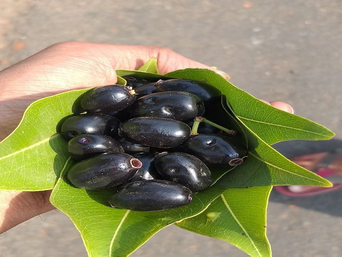 Benefits of eating berries in the rainy season: बारिश के मौसम मे जामुन खाने के फायदे - Photo Gallery