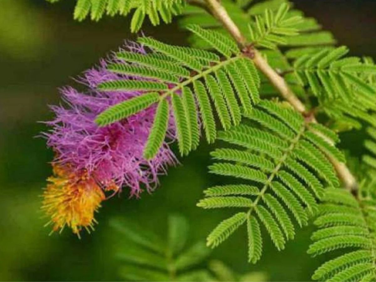 Sawan 2025: सावन में ये 7 संकेत दिखे, तो समझे होने वाली है माहादेव कि कृपा। - Photo Gallery