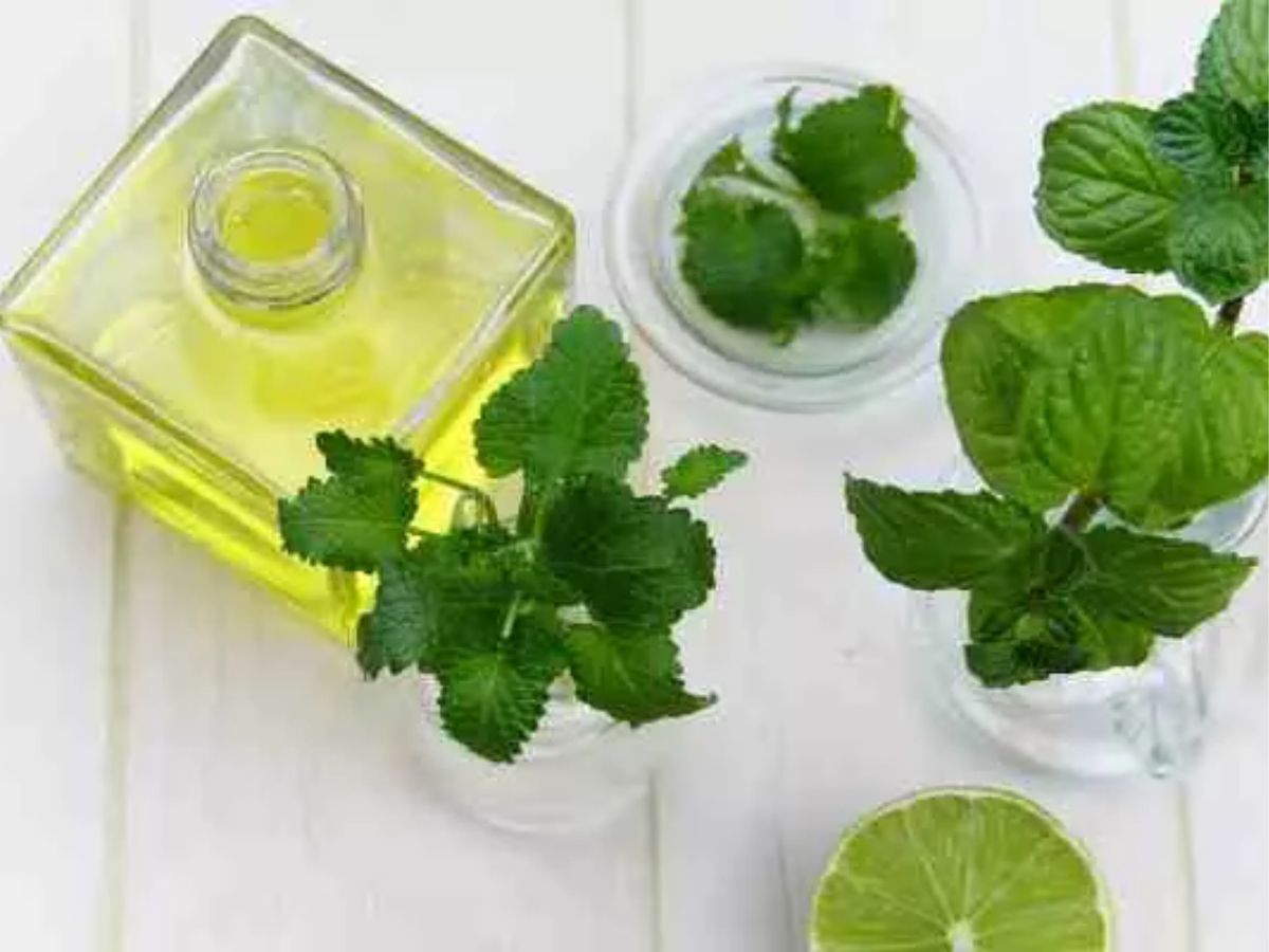 बारिश के मौसम में चींटियों का आतंक? अब नहीं! अपनाएं ये ज़बरदस्त उपाय - Photo Gallery