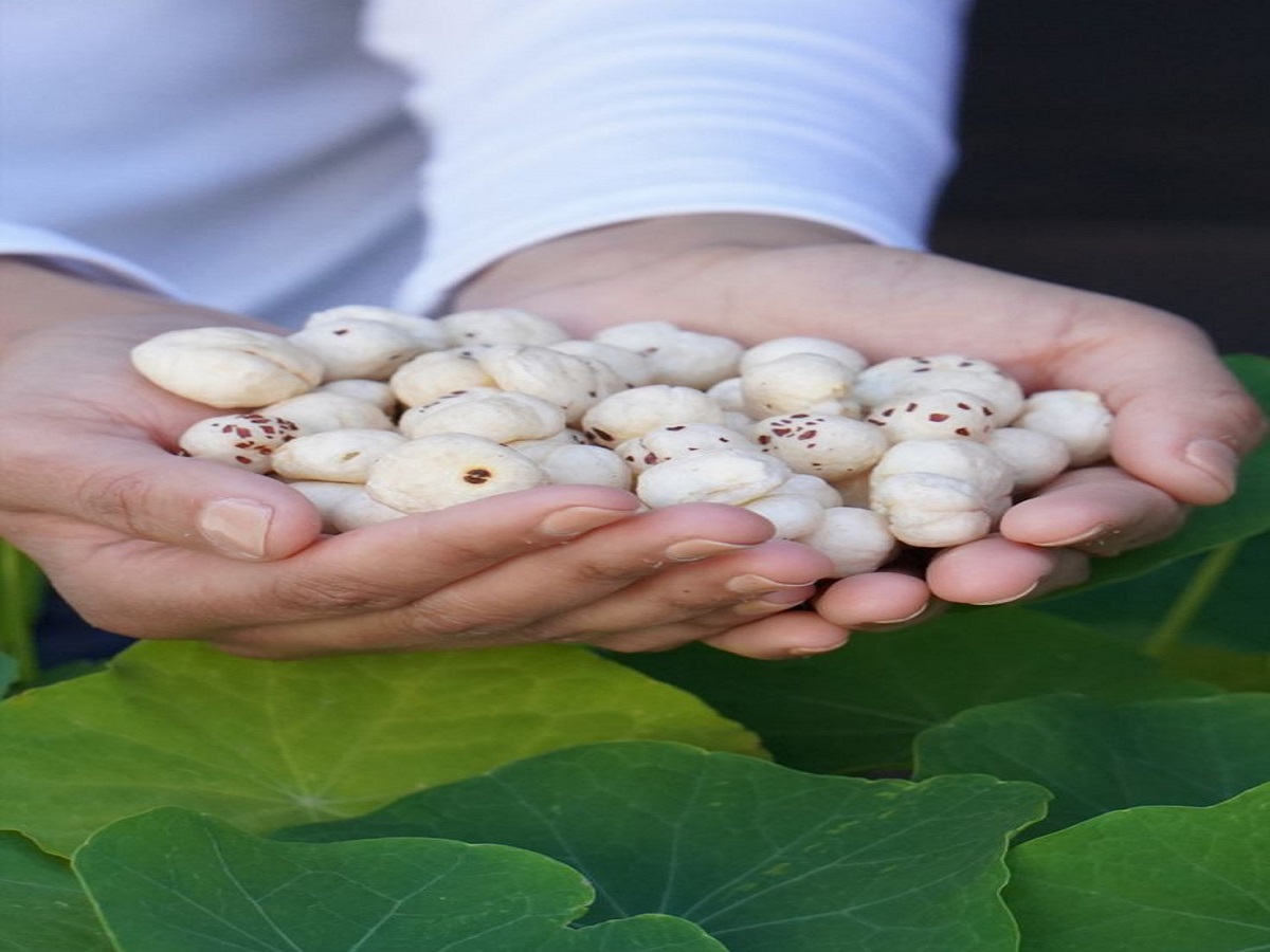 How beneficial is eating makhana for health, know its benefits!: मखाना खाना सेहत के लिए कितना लाभदायक है , जानिए इसके फायदे ! - Photo Gallery