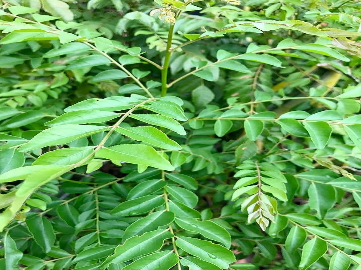 Why is eating neem beneficial, know its benefits!: नीम खाना क्यों लाभदायक है , जाने इसके फायदे ! - Photo Gallery