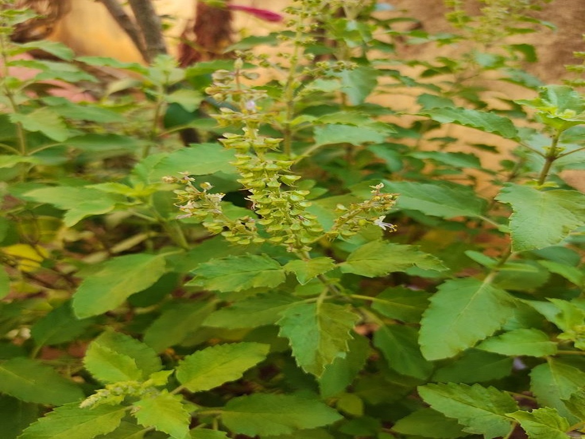 benefits of basil plant: घर मे तुलसी के पौधे लगाने के क्या क्या फायदे है जानिए ! - Photo Gallery