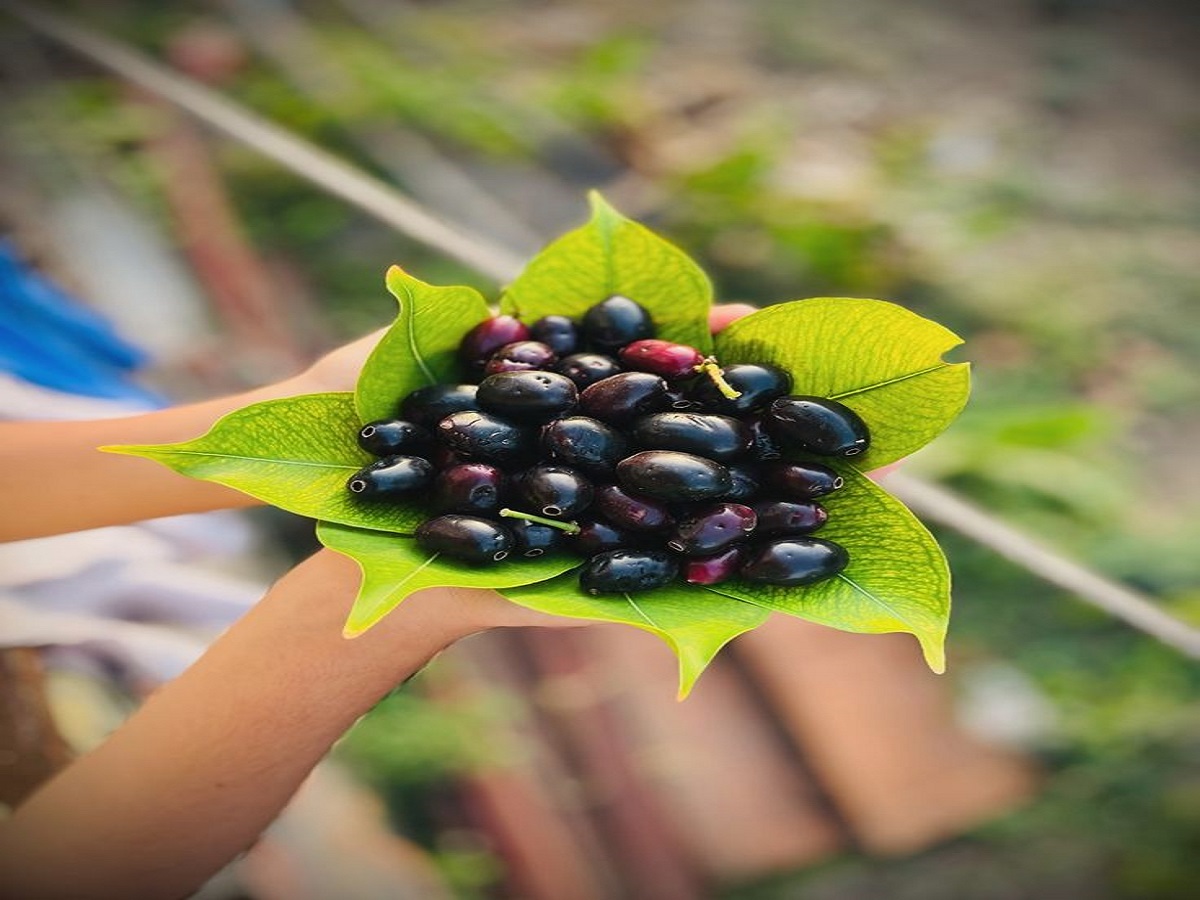 Benefits of eating berries in the rainy season: बारिश के मौसम मे जामुन खाने के फायदे - Photo Gallery