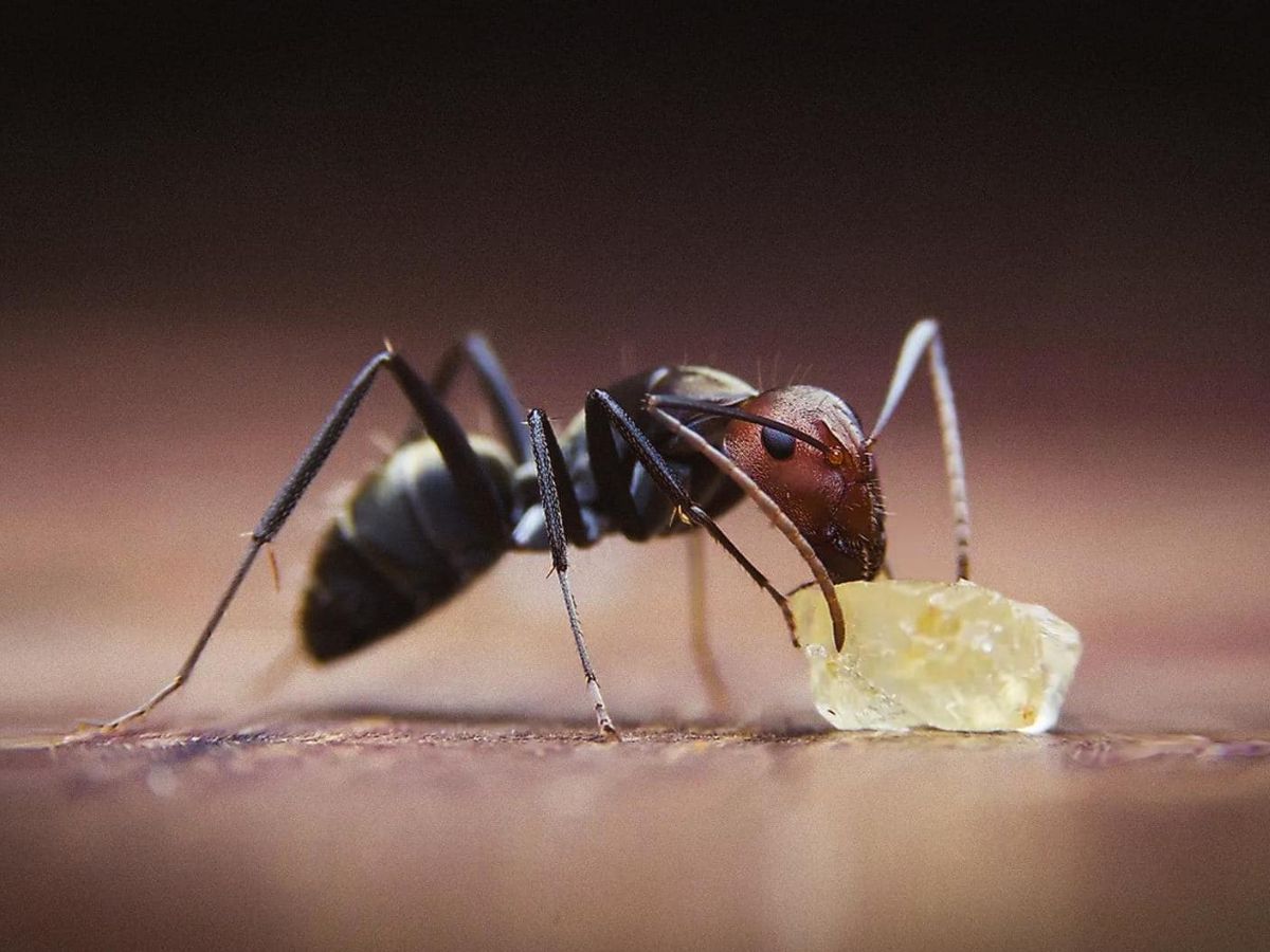 बारिश के मौसम में चींटियों का आतंक? अब नहीं! अपनाएं ये ज़बरदस्त उपाय - Photo Gallery