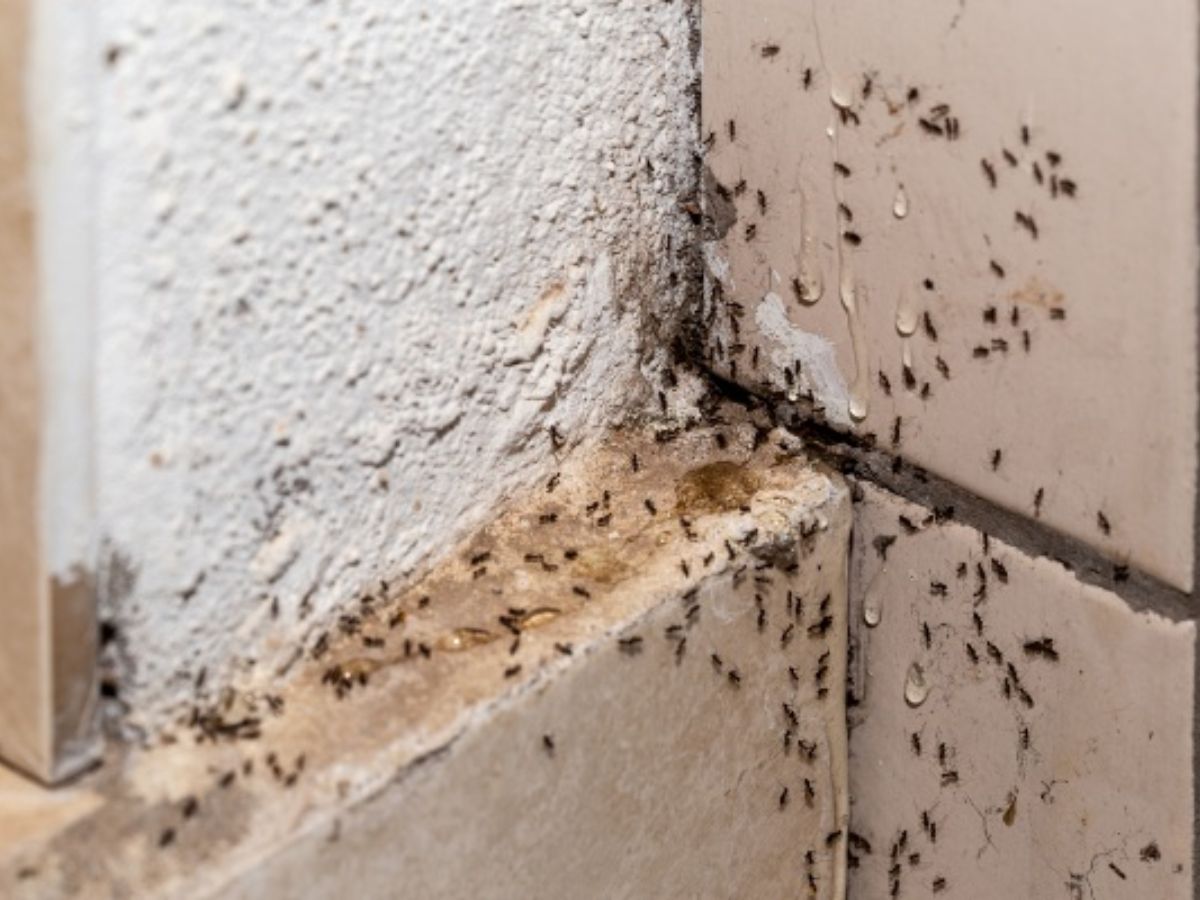 बारिश के मौसम में चींटियों का आतंक? अब नहीं! अपनाएं ये ज़बरदस्त उपाय - Photo Gallery