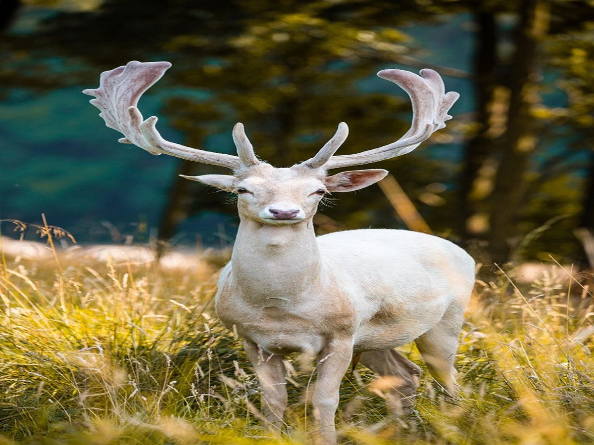 9 Gorgeous White Animals in Pictures: 9 सबसे खूबसूरत सफ़ेद जानवर – शुद्धतम रूप में सौंदर्य - Photo Gallery