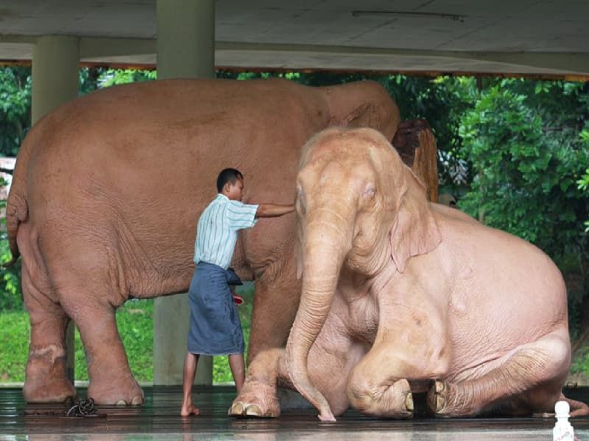Rarest Animals In The World: जानिए दुनिया के सबसे दुर्लभ जानवरों के बारे में जो है विलुप्ति के कगार पर - Photo Gallery
