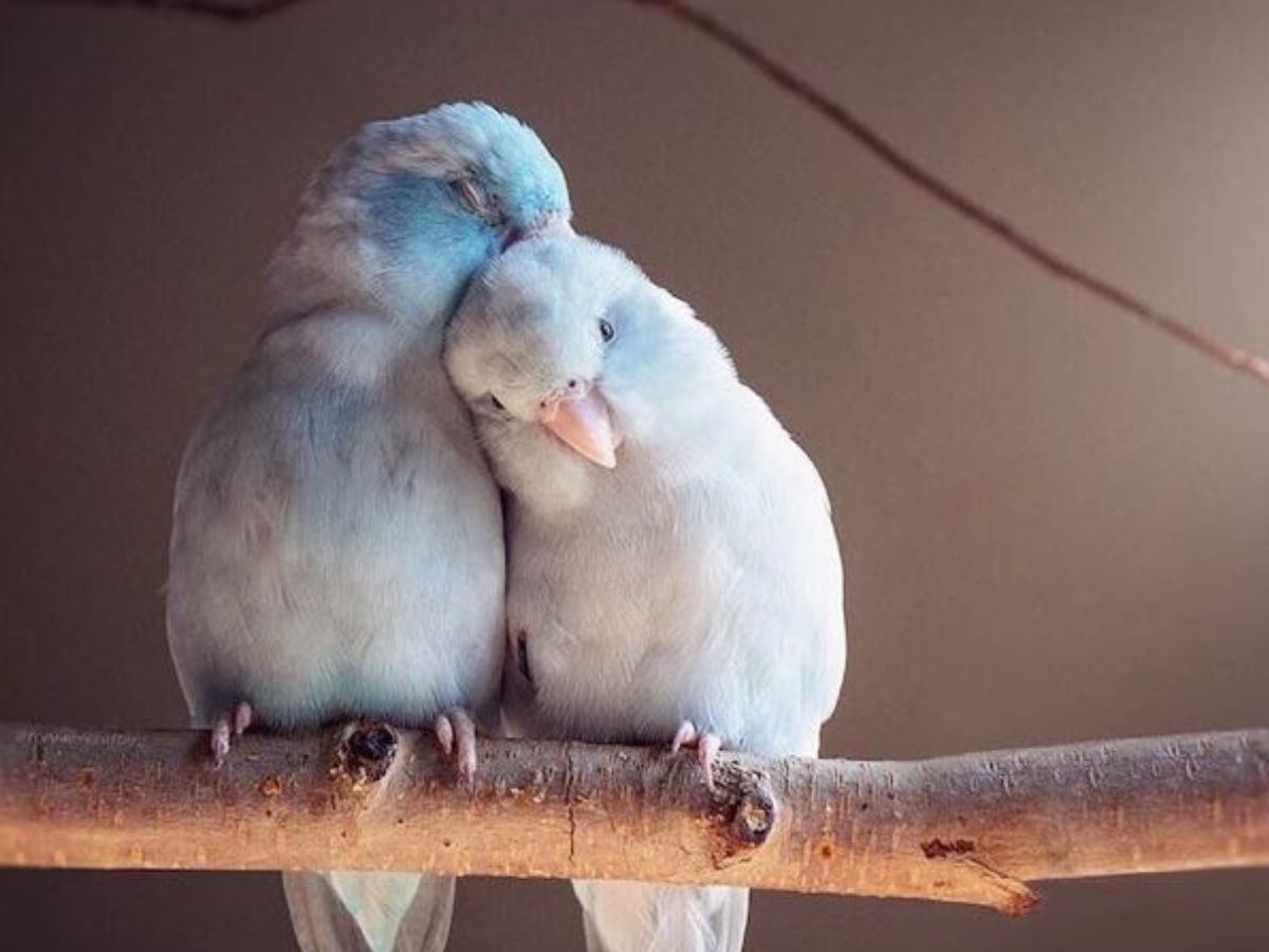 आप भी पालना चाहते हैं लव बर्ड्स तो उनसे जुड़ी कुछ खास बातों का रखें ध्यान - Photo Gallery