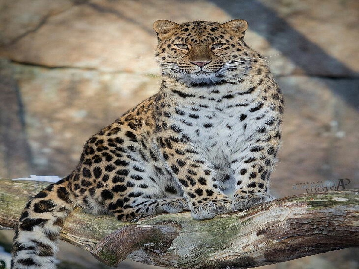 Rarest Animals In The World: जानिए दुनिया के सबसे दुर्लभ जानवरों के बारे में जो है विलुप्ति के कगार पर - Photo Gallery